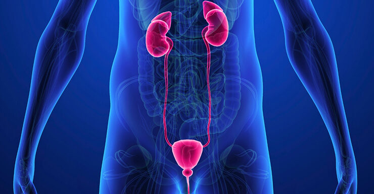 Urologia